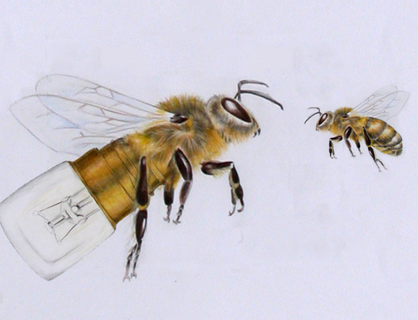 Tiere Zeichnungen Bienen