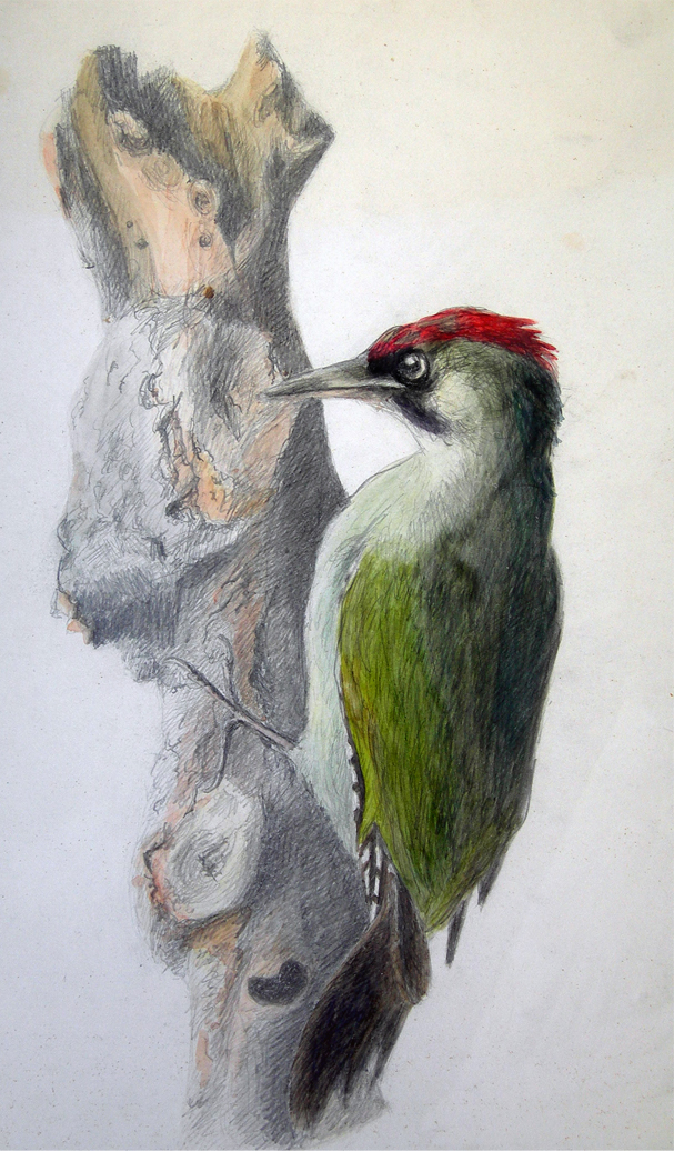 Bleistift Zeichnung Vogel Buntspecht